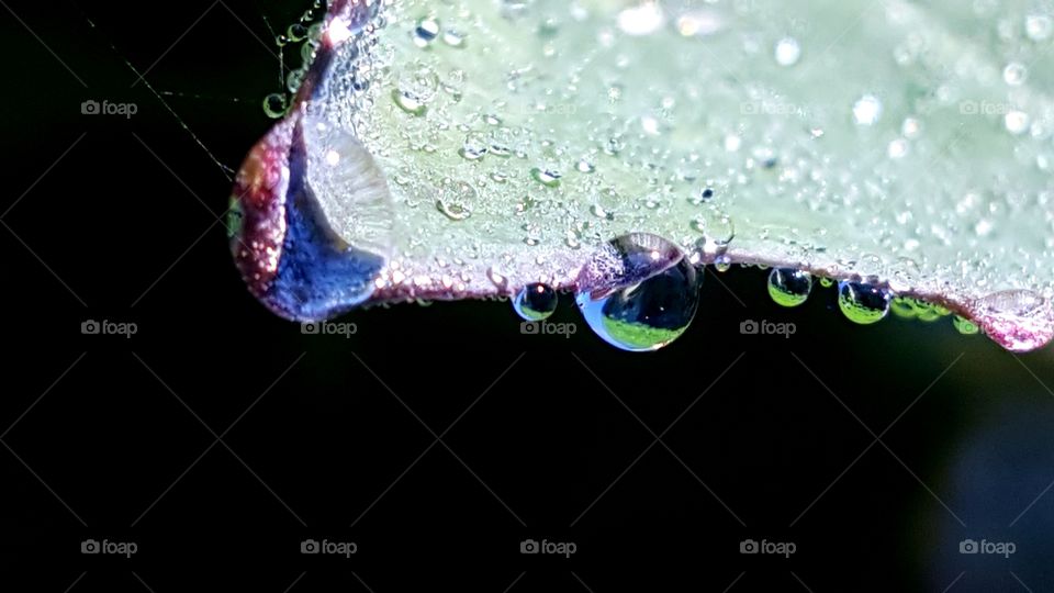 Colorful dewdrops on a leaf at dawn.
