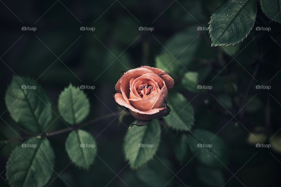 A beautiful rose 🌹