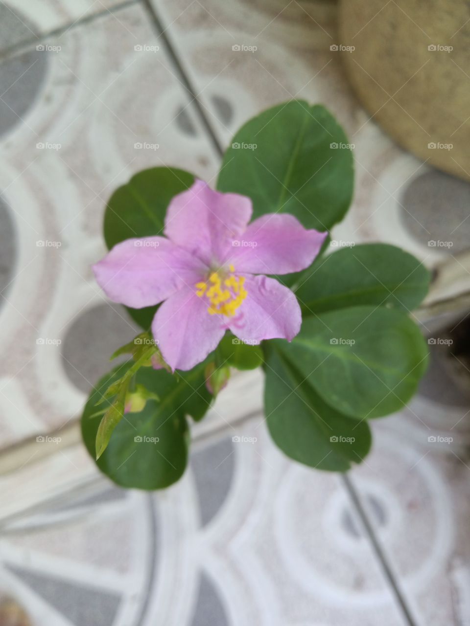yellow bud in pink array amidst greenery