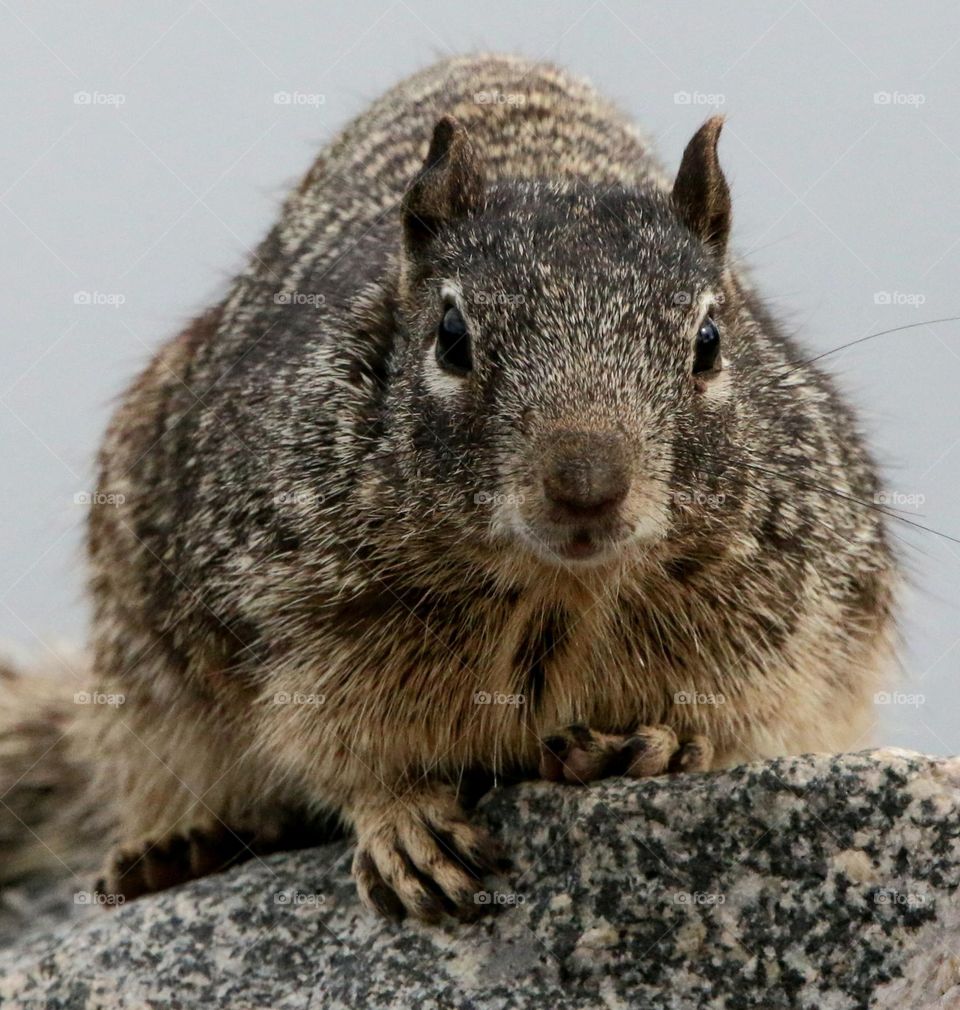 Portrait of Squirrel on Rock