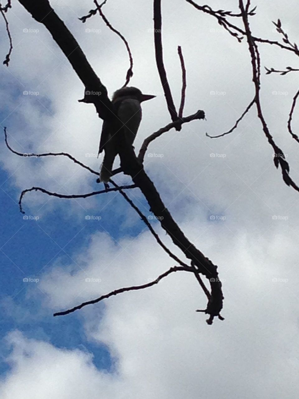 The Kookaburra is sitting on the branch 