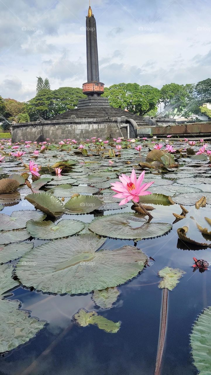 bunga teratai cantik