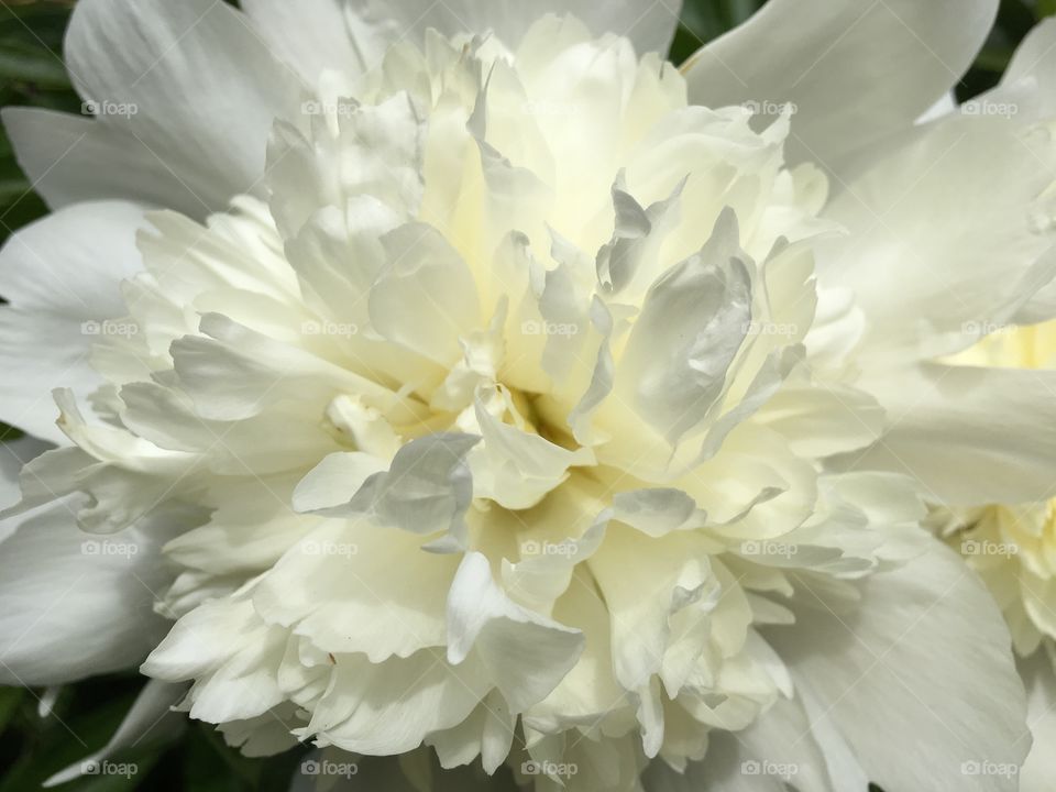 White peony