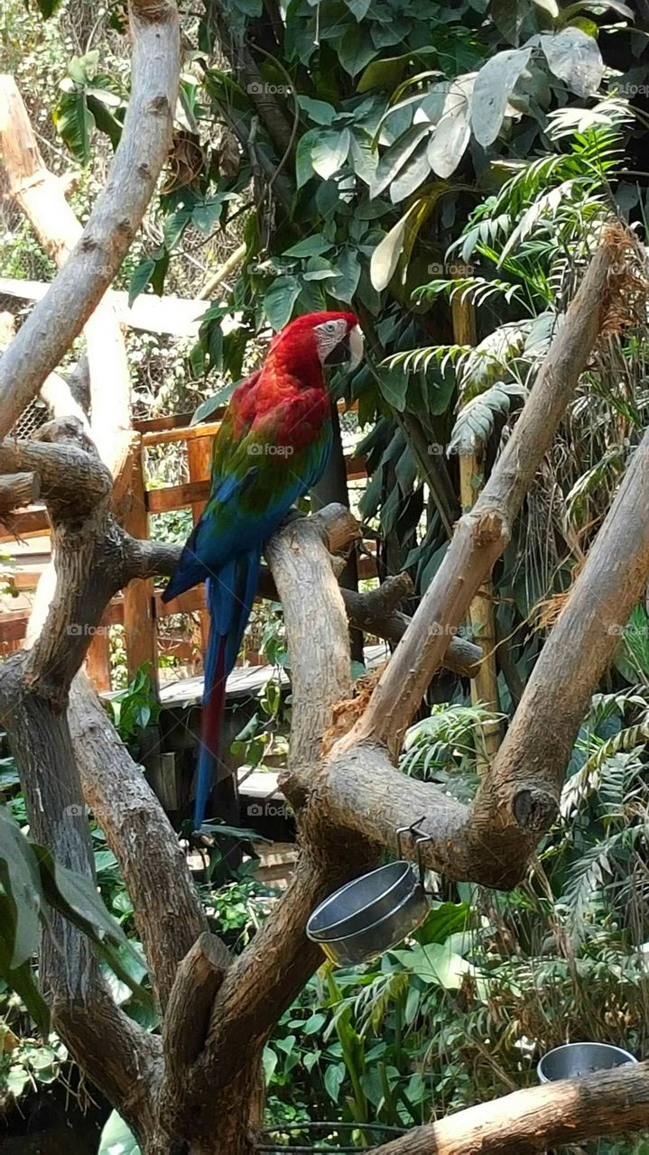 Zoo Huachipa, Lima, parrot