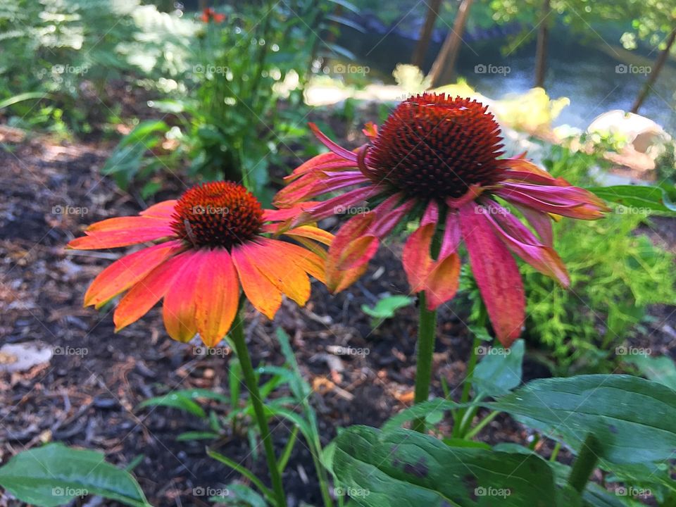 Pink rudbeckias