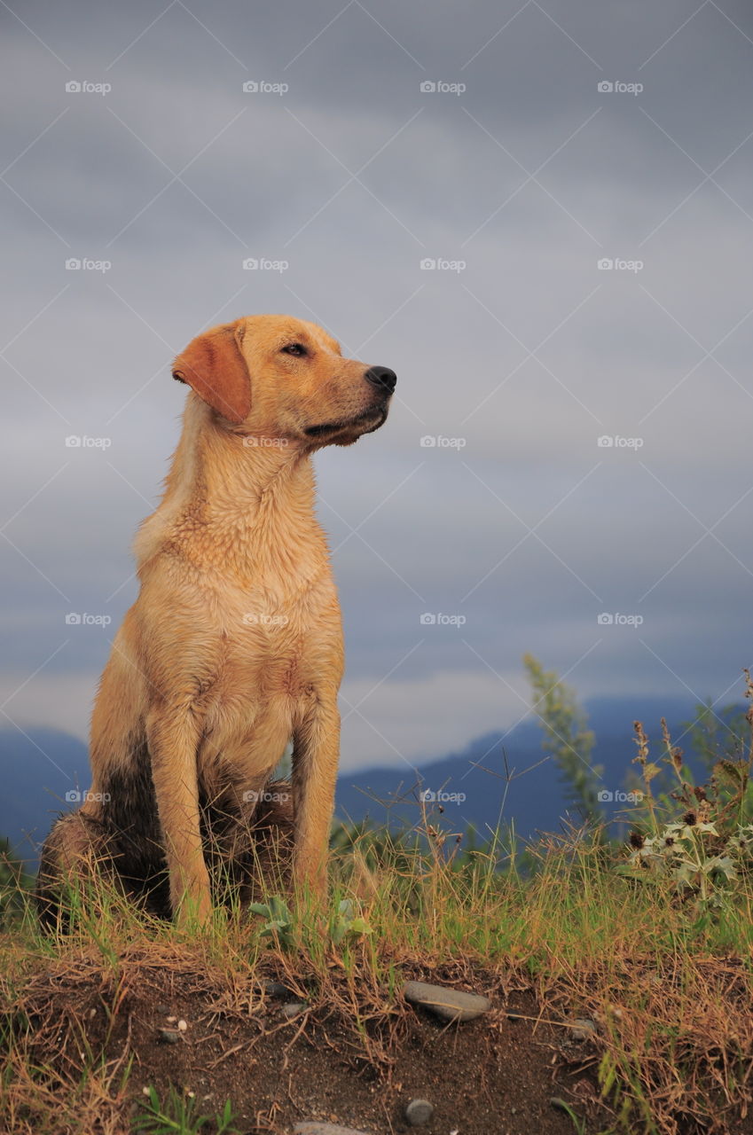 Spring walk with your dog 