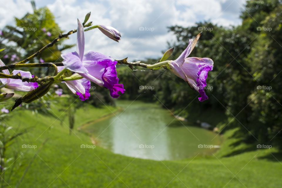 Beautiful purple flowers