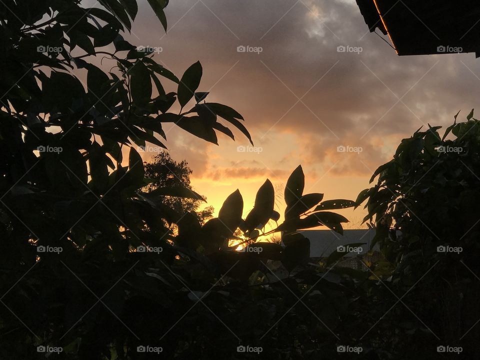 Por do sol sob folhagem. 