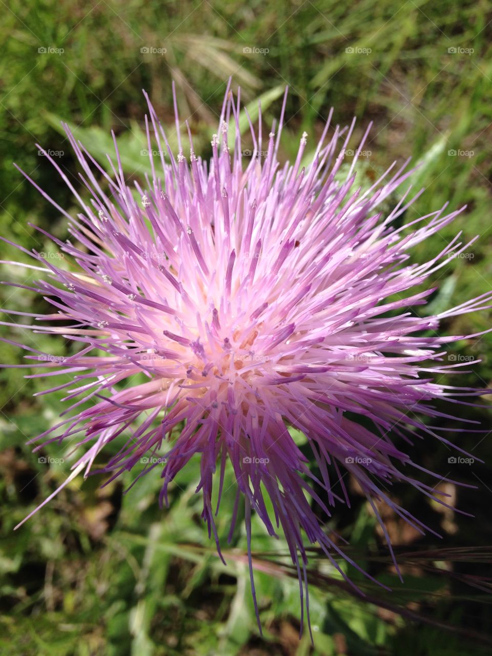 Thistle. Thistle flower in a field