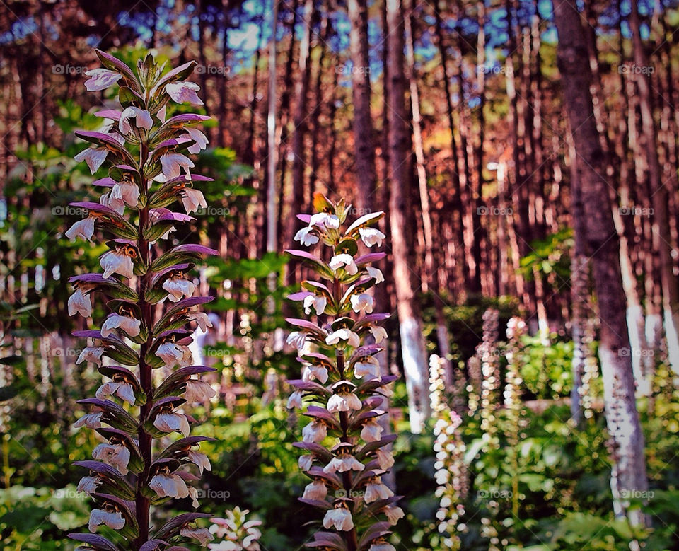 Walking in the forest