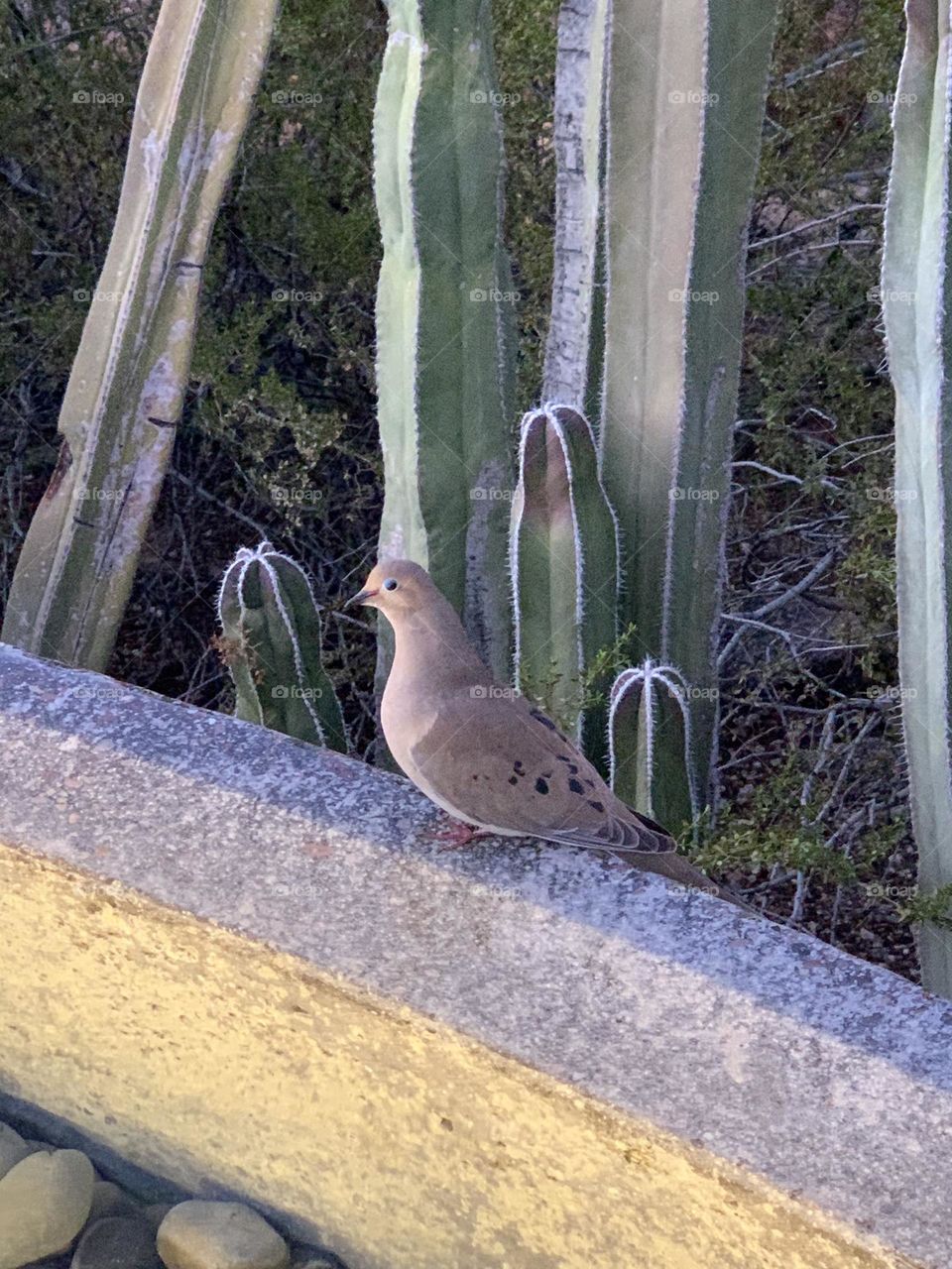 A sweet little dove in the desert 