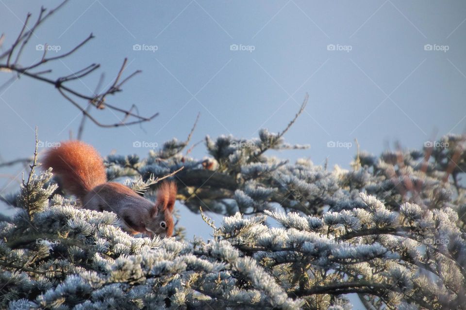 A red squirrel jumps on the frozen branch of a green fir tree under blue sky