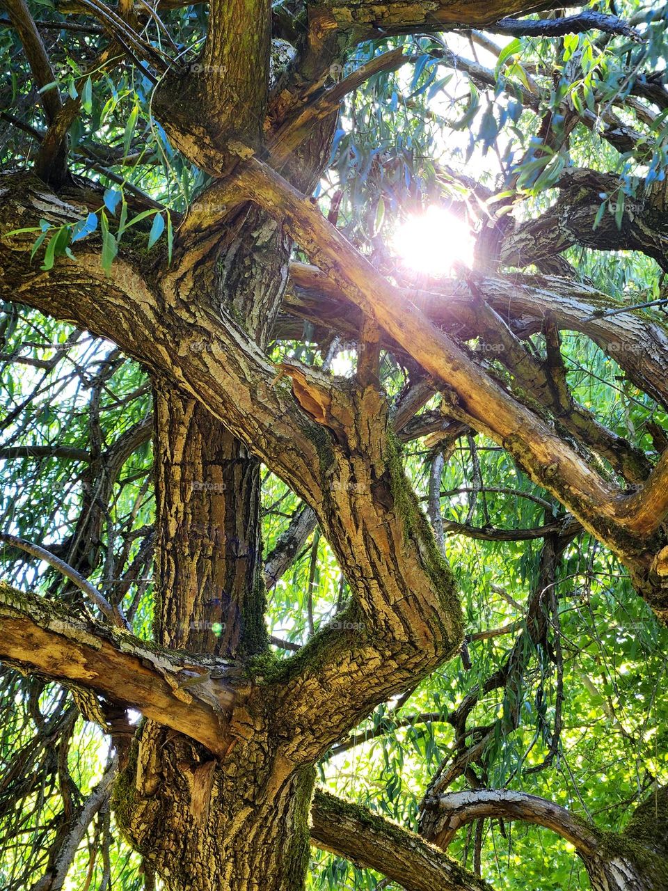 sunlight shining brightly through twisted tree branches with green leaves in Oregon