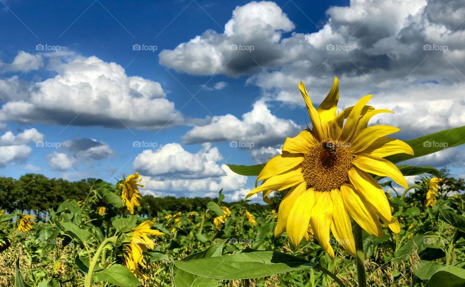 Sunflowers in a flower field under a blue sky with Fluffy white clouds on a sunny day