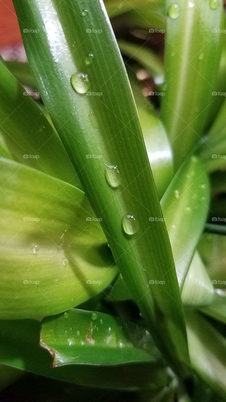 Rain drops