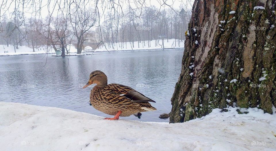 Winter landscape❄️🦆 Duck on the bank of a frozen pond🦆❄️