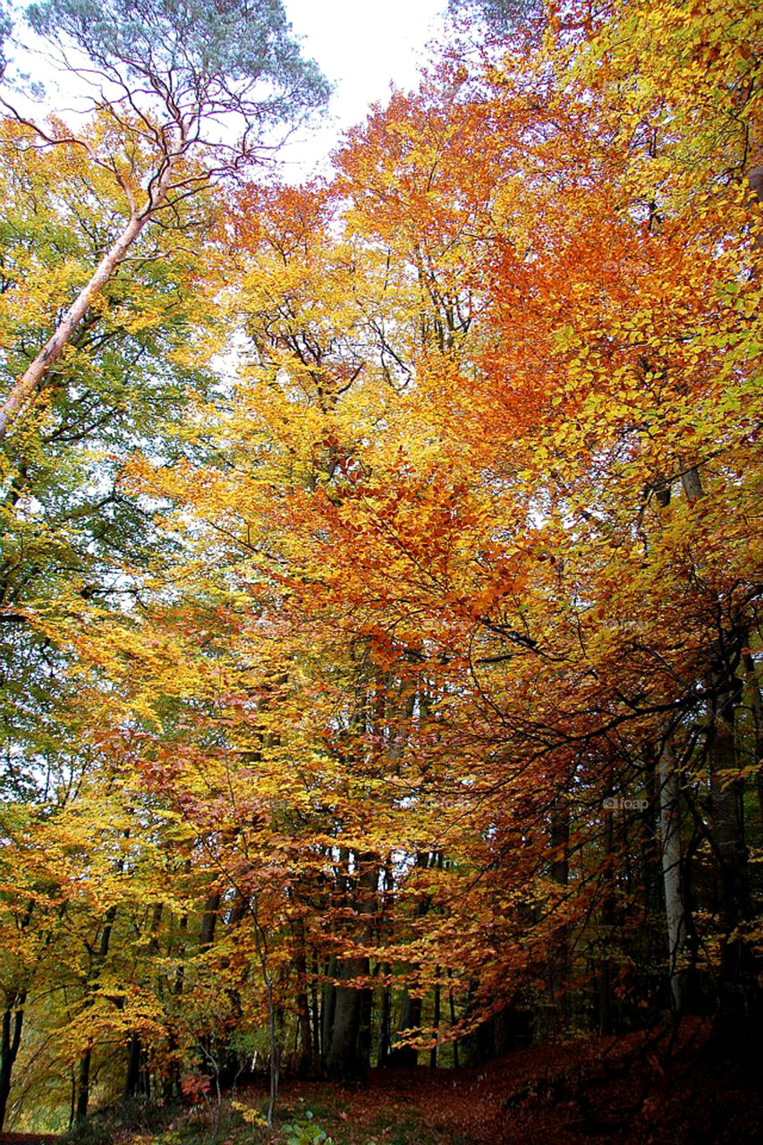 Fall foliage in the Eifel region of Germany. 
