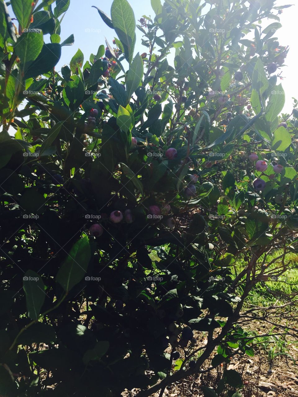 Blueberry bushes 
This photo has CHROME filter