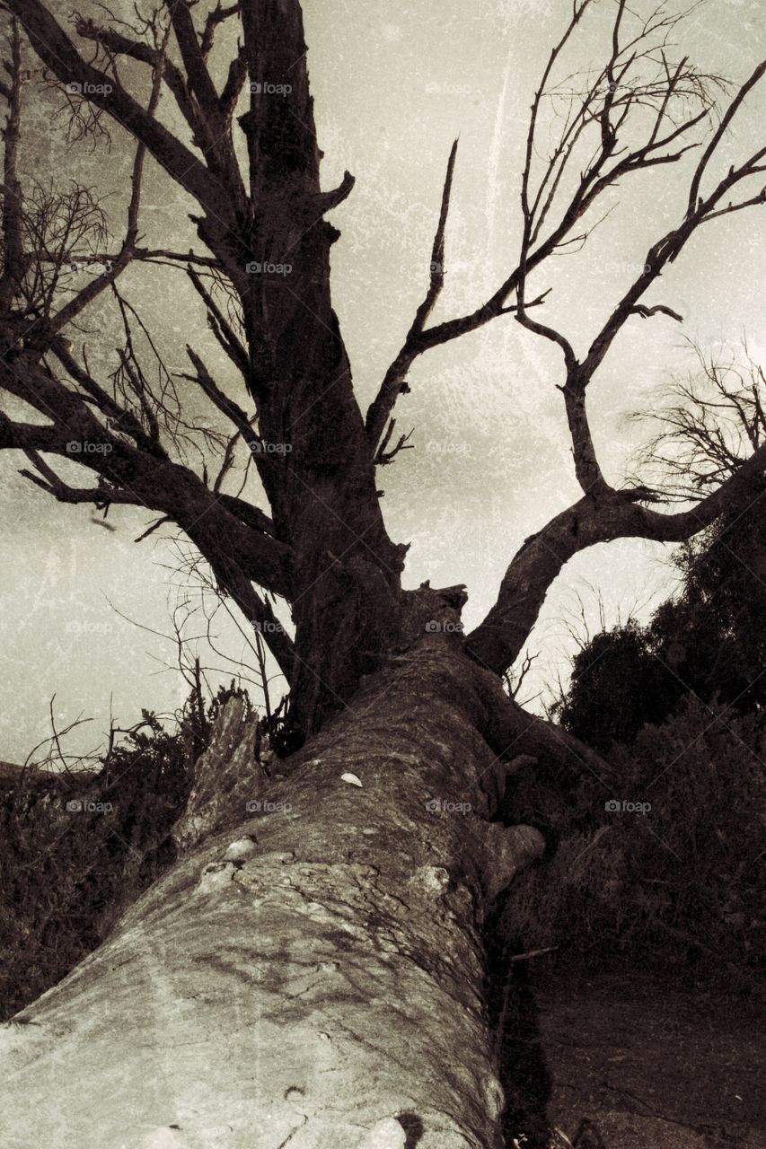 fallen tree in black and white