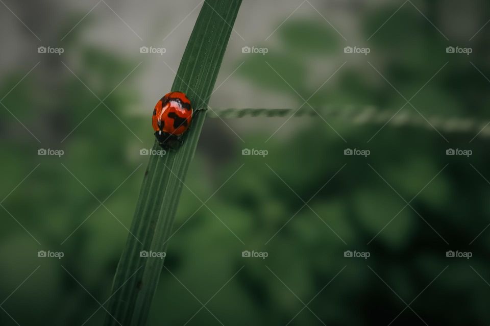 Macro photo of a bright red ladybug resting on a green leaf. The shallow depth of field creates a smooth, natural bokeh background, highlighting the tiny details of the insect. Ideal for nature content, ecology campaigns, blogs, education, and enviro