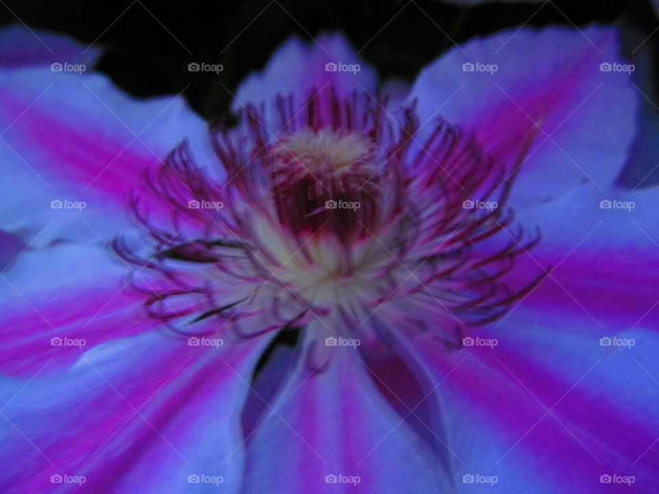 clematis at dusk out of focus