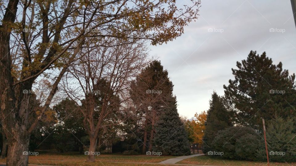 Tree, No Person, Landscape, Fall, Outdoors