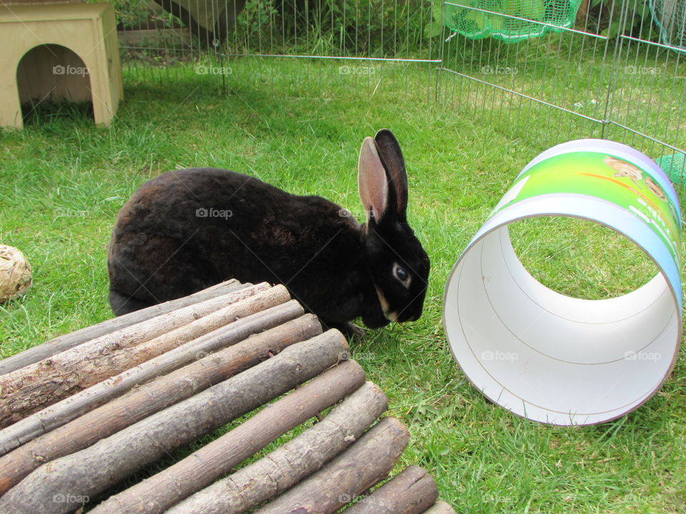 Nibbles with her toys in her run.