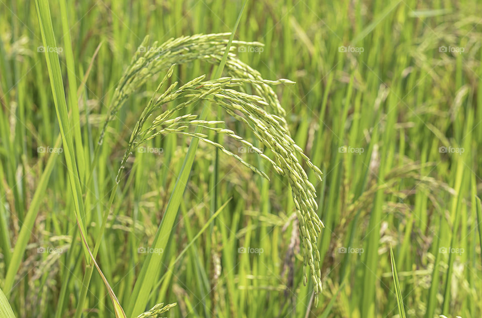 Green rice paddy fields and is soon up to the seed harvest.