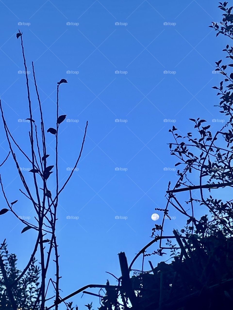 Moon through the morning 