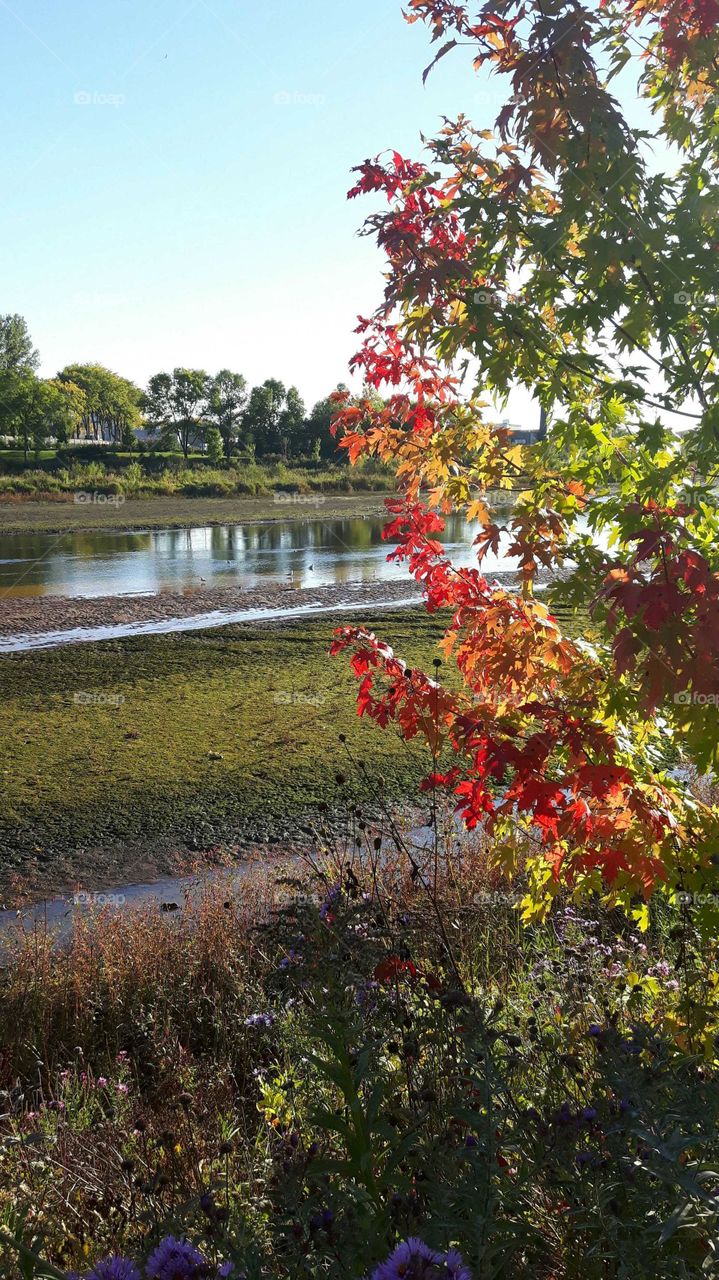 fall red