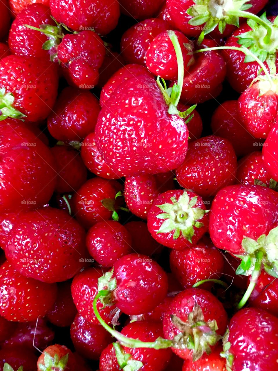 Fresh-picked strawberries 