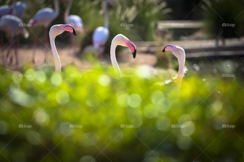 Curious flamingos in the park