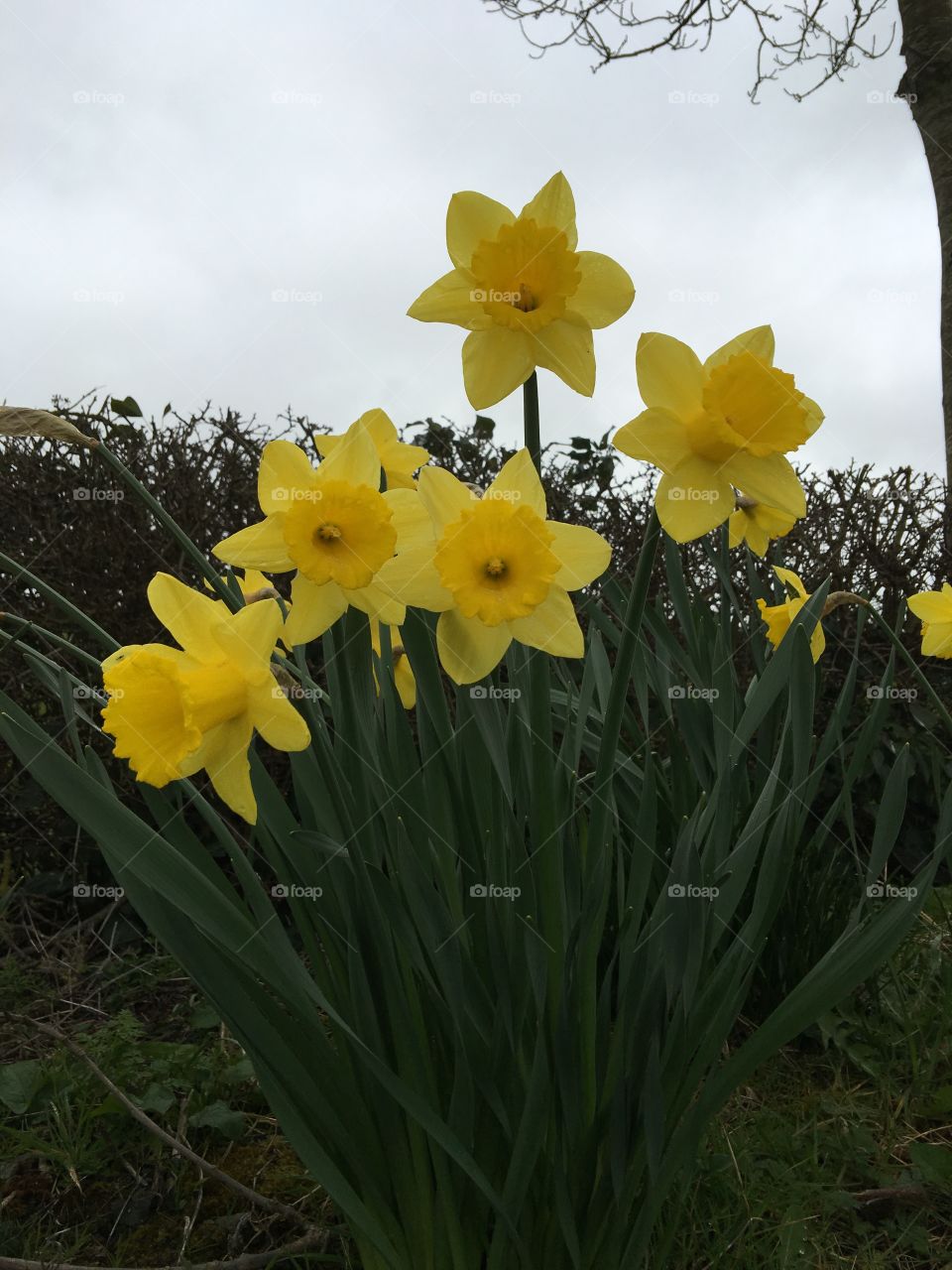 Daffodils
