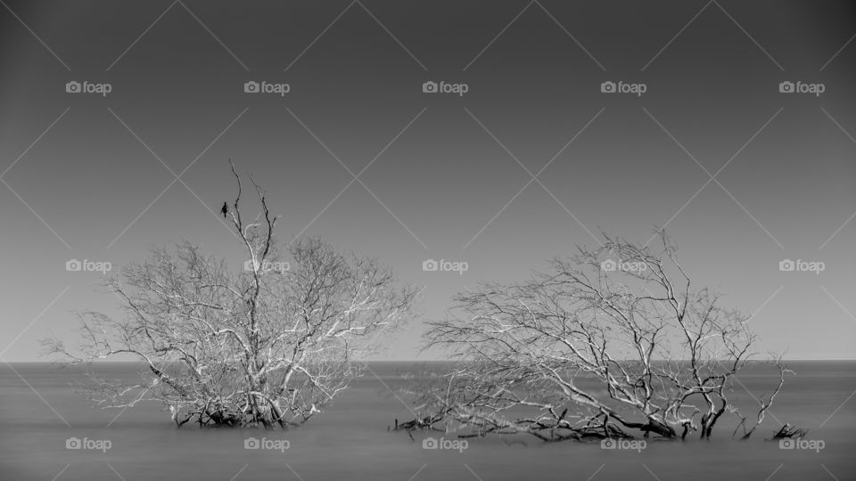 Dead tree in the sea in black and white 