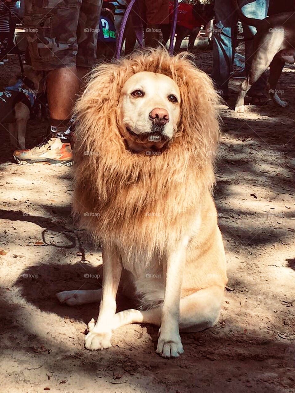Dog wearing a lion mane as a costume at a pet adoption event