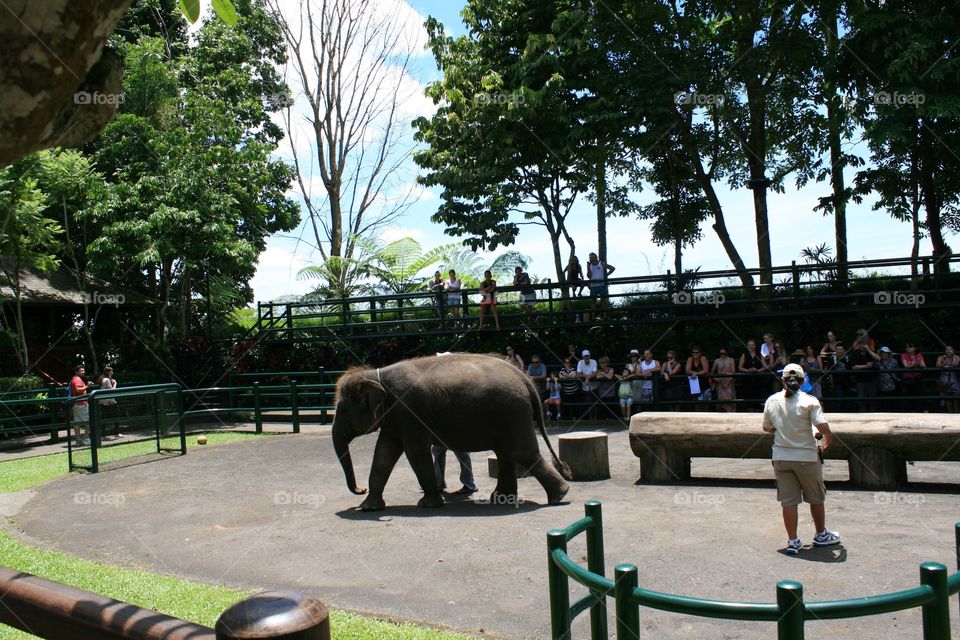 Elephants 