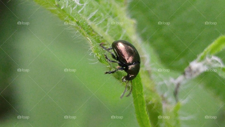 Tiny Beetle