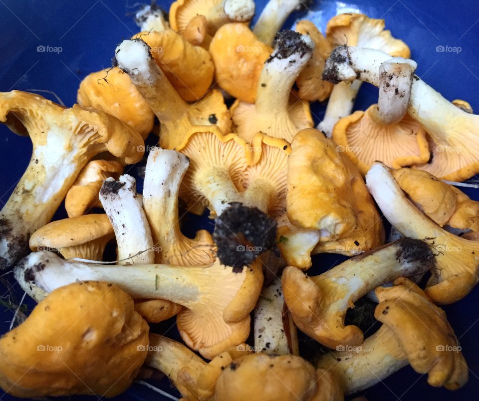 Chanterelles