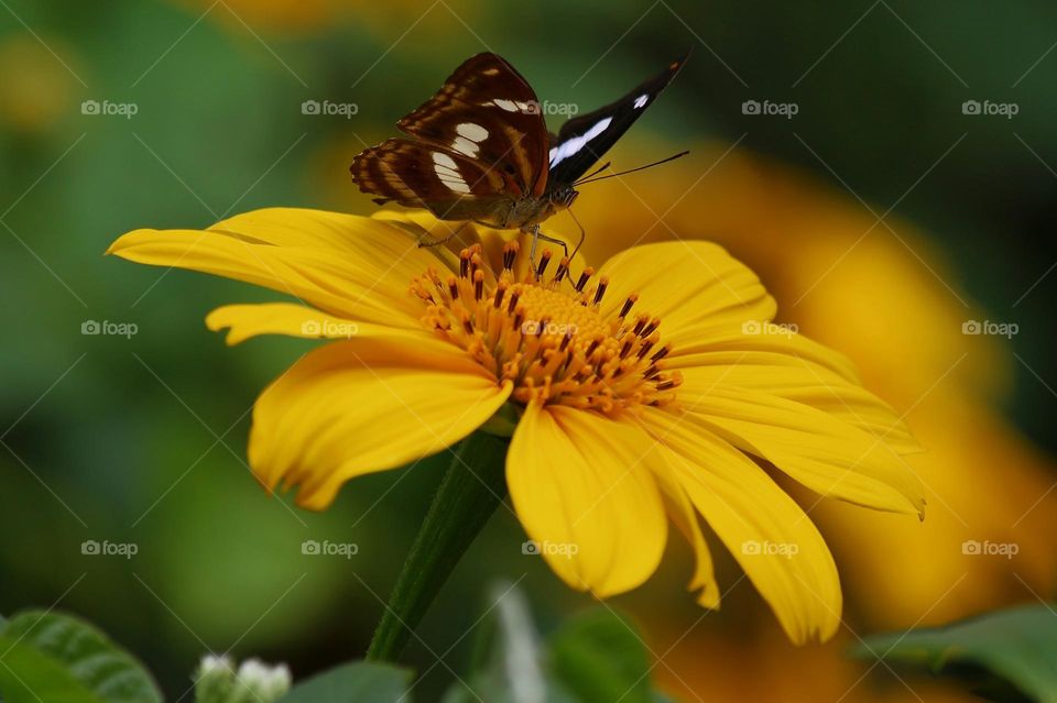 Beautiful and colourful butterfly
