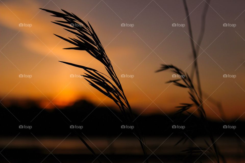 Silhouette of plant during sunset