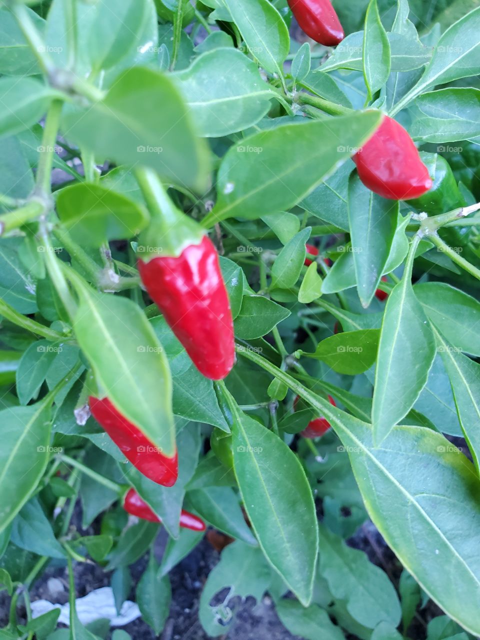 chili pepper