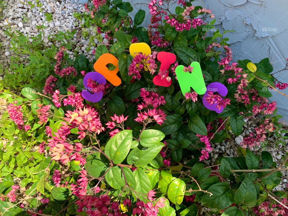 Spring Letterings With Flowers Through It Spring Is Sprung with Plant Of Pink Flowers And Two Tones Of Green Leaves 