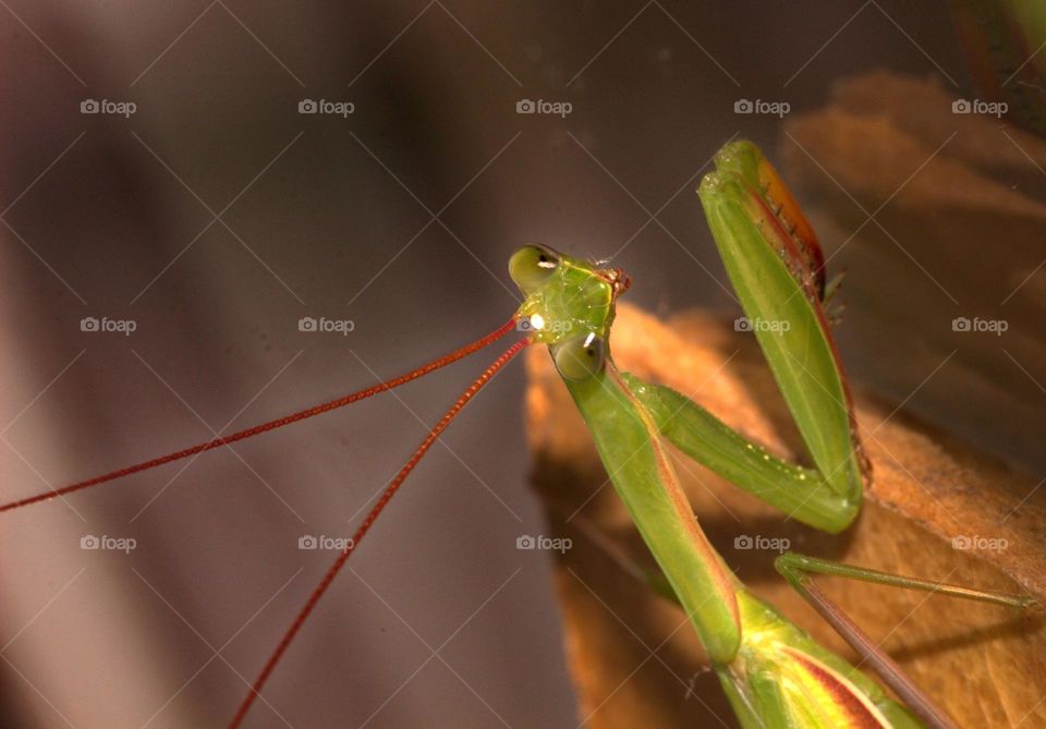 Peeka boo. The stare of a mantis is something both fascinating and a bit creepy.