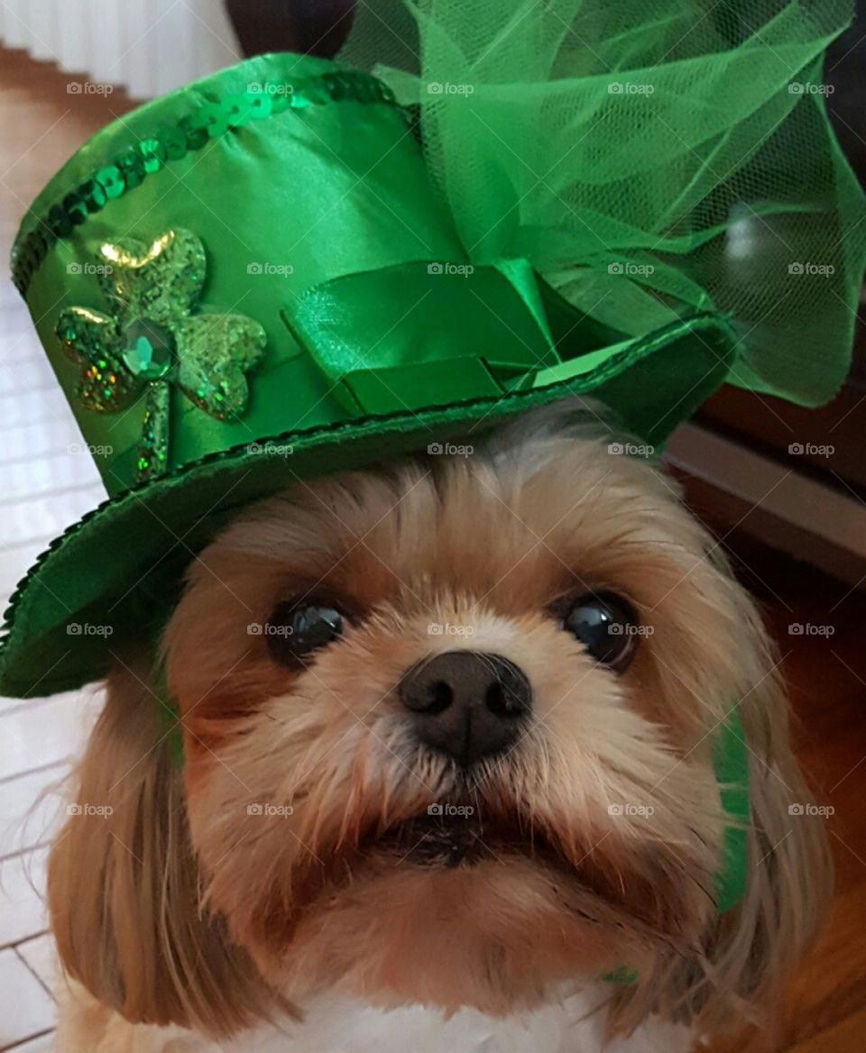St Patrick's Doggy