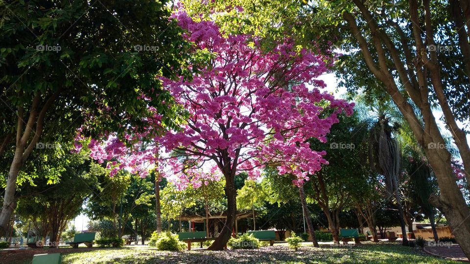 Essa é uma imagem real de um dos espetáculos da natureza em um jardim sobre um antigo cemitério.