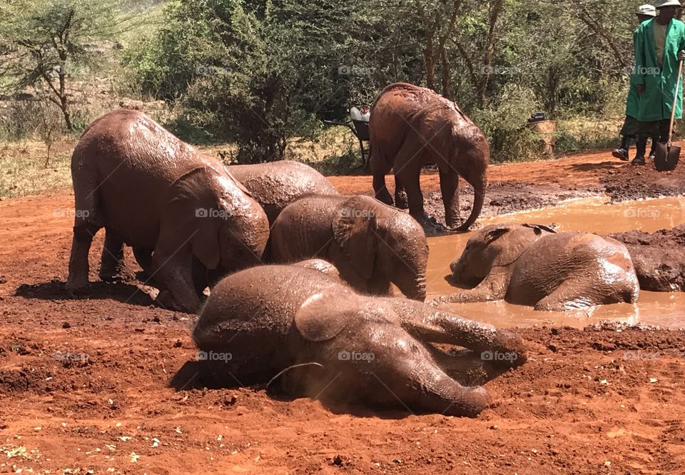 Baby elephants playing the mud 