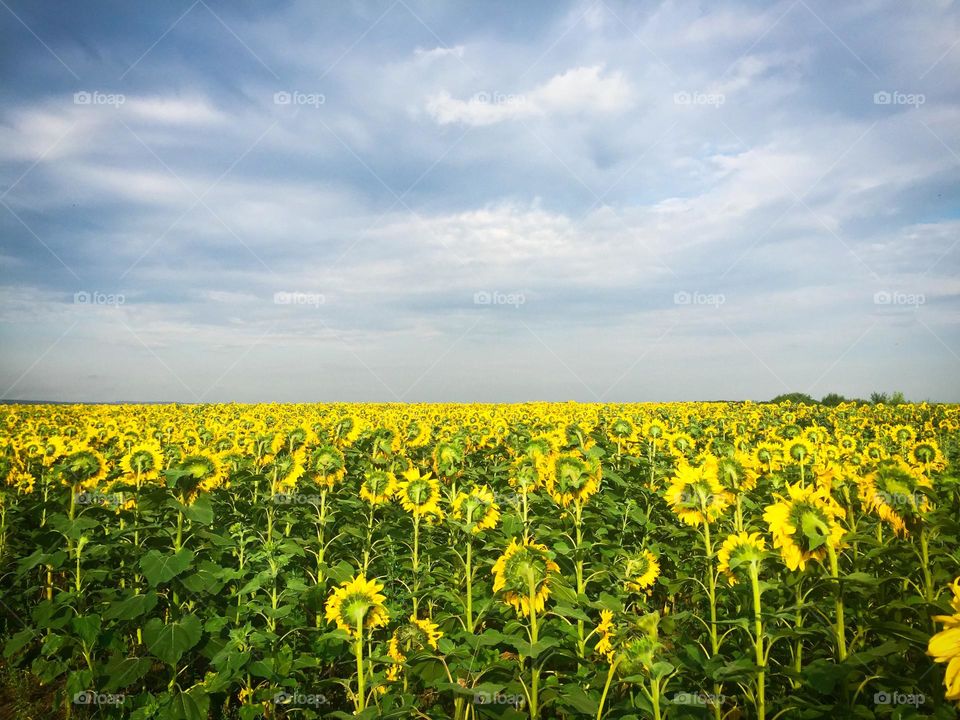 Countryside 