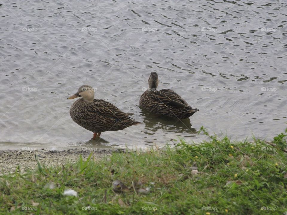 Ducks