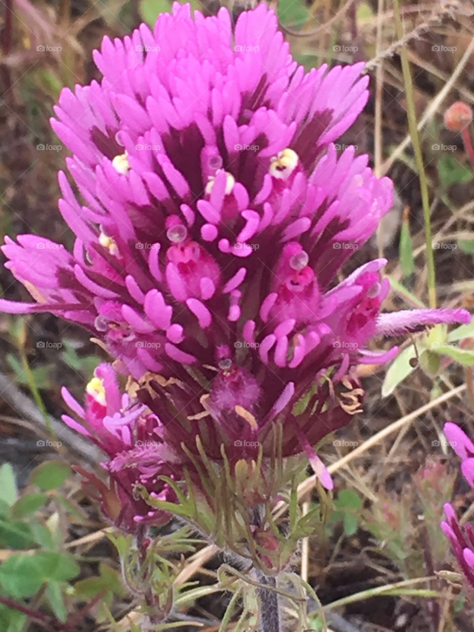 Wildflowers 