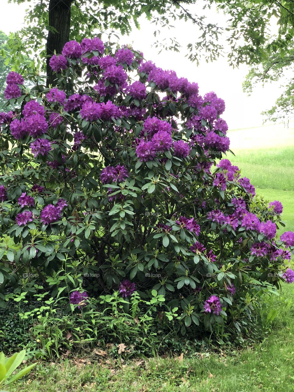 A beautiful purple rhododendron 